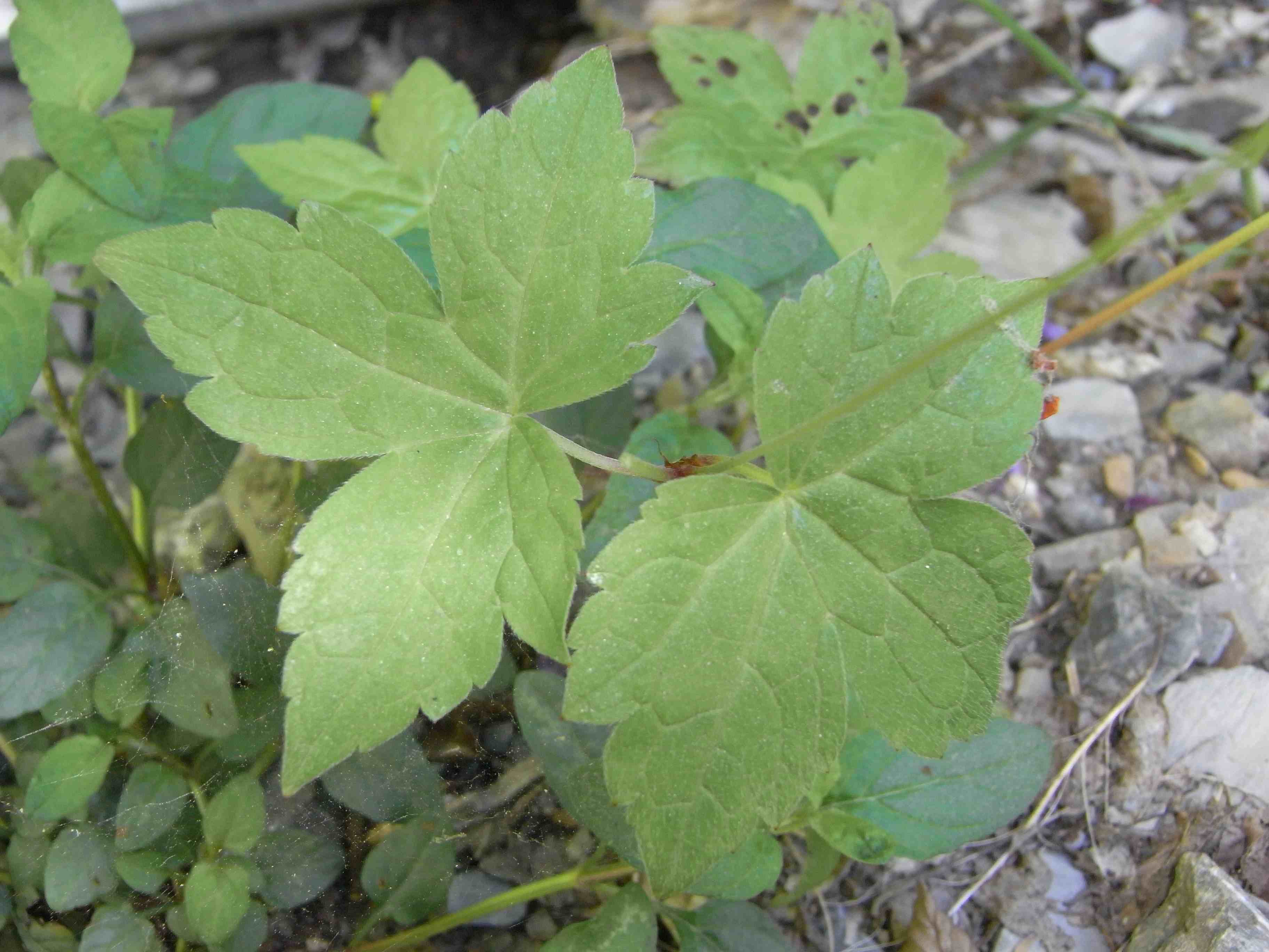 Geranium nodosum