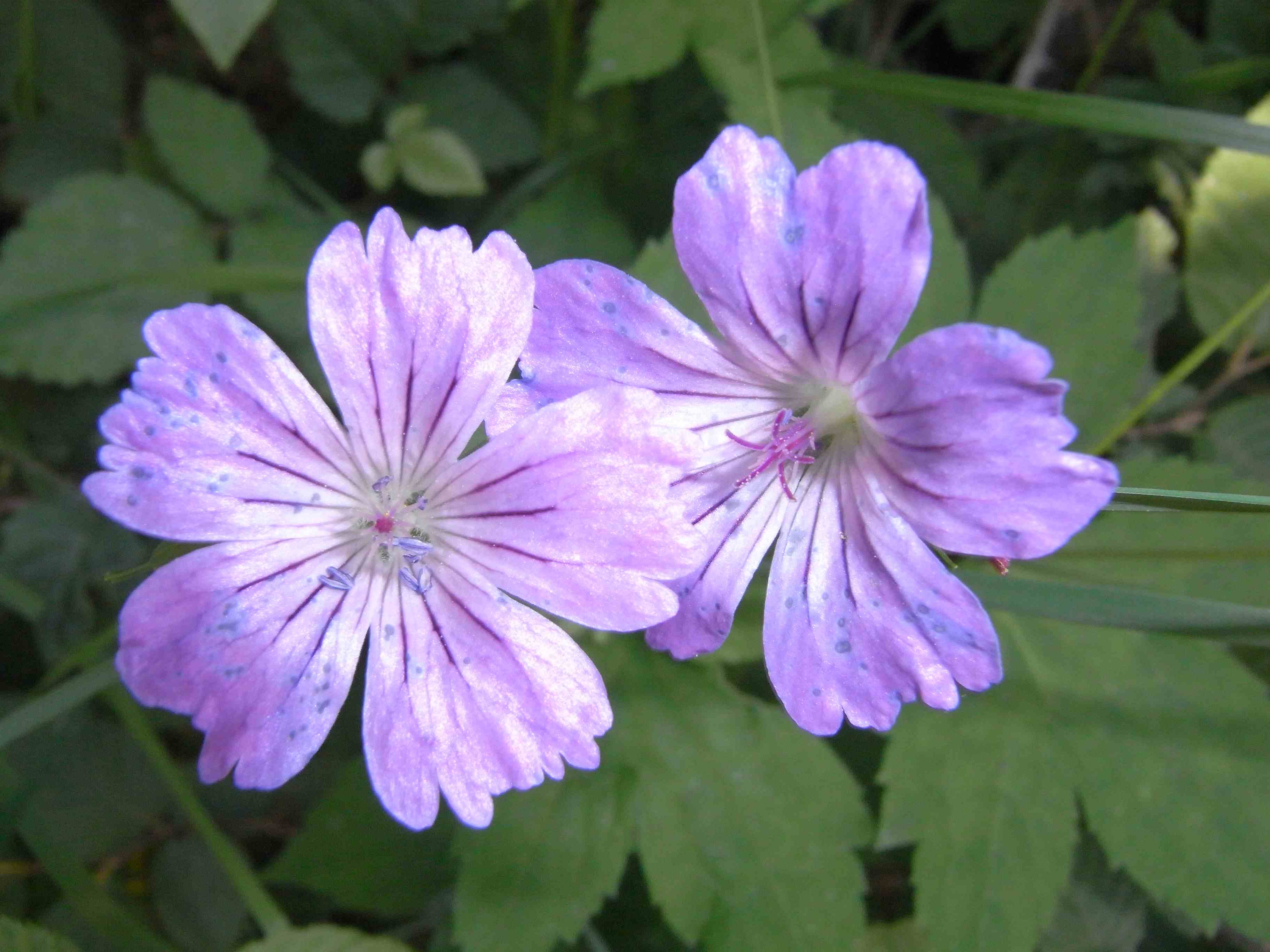 Geranium nodosum