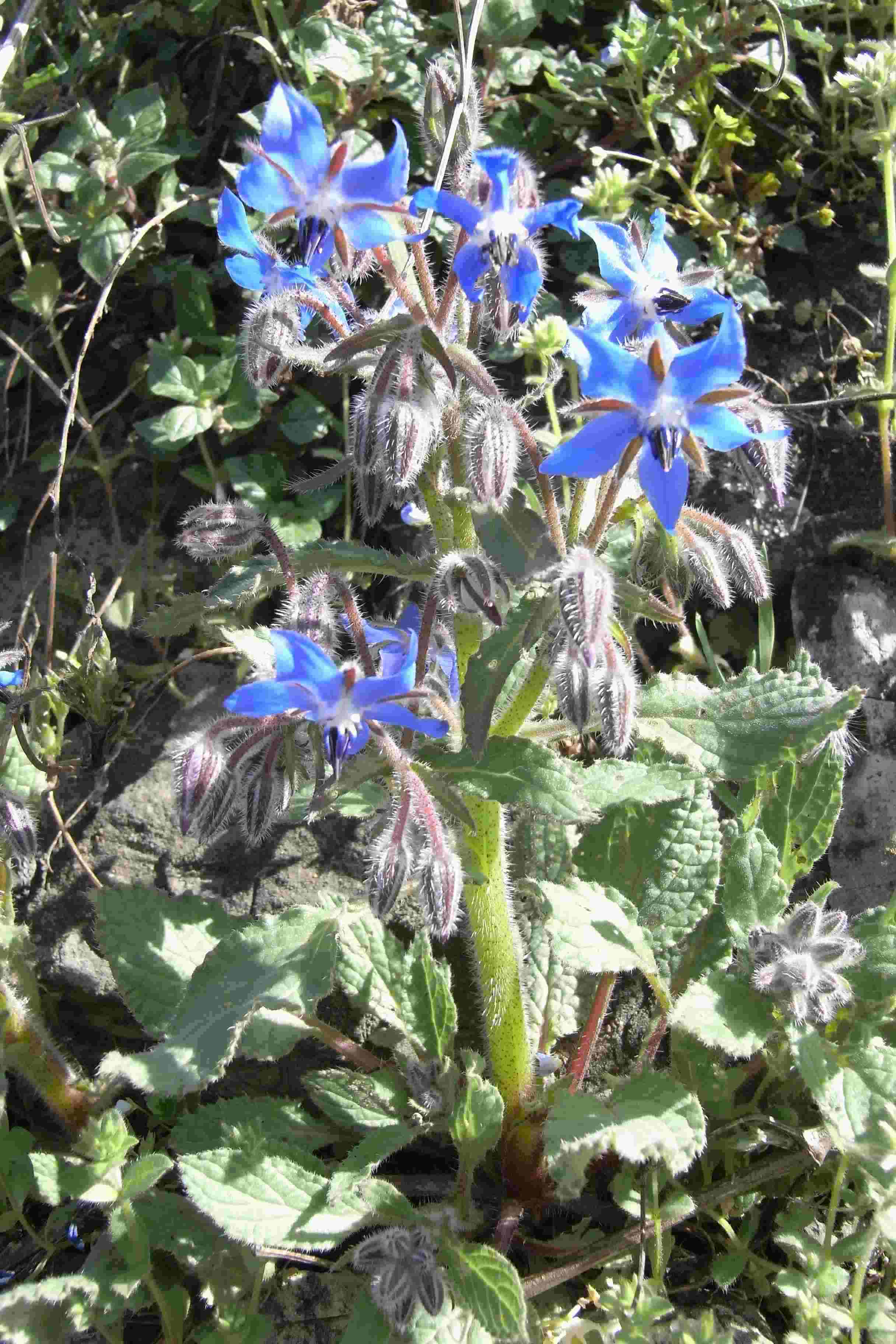 Borago officinalis
