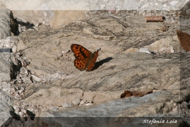 Lasiommata megera (maschio)