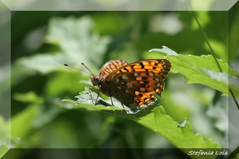 quale argynnis? - Argynnis (Mesoacidalia) aglaja