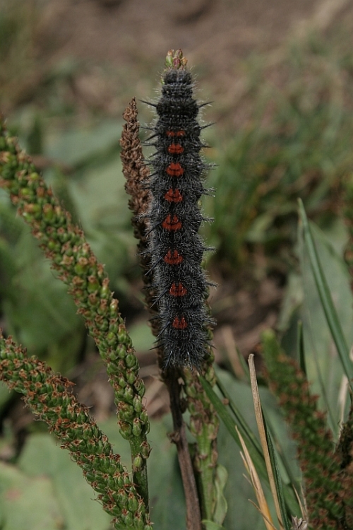 bruco - Nymphalis antiopa