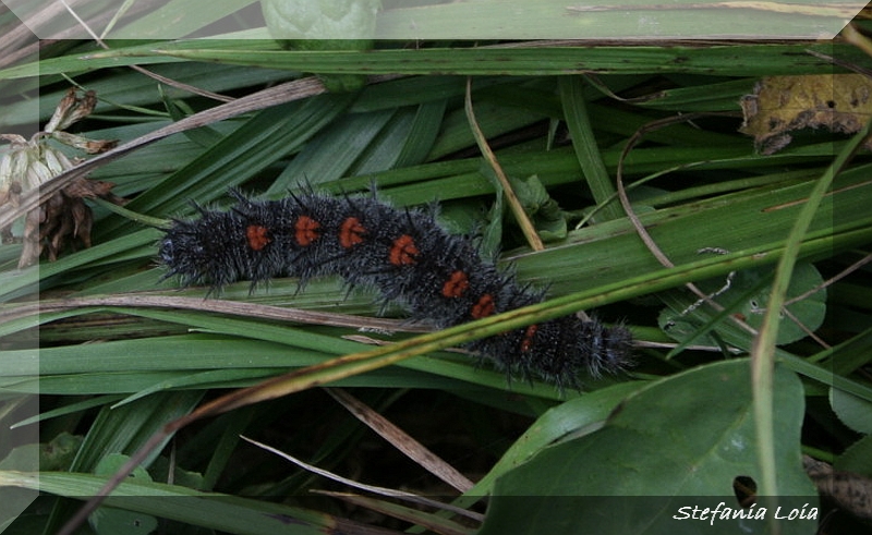 bruco - Nymphalis antiopa