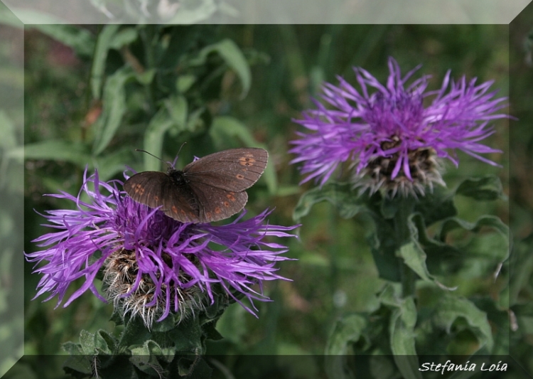 Erebia......albergana