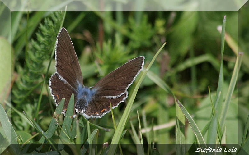 un''altra aricia? - Polyommatus (Polyommatus) amandus