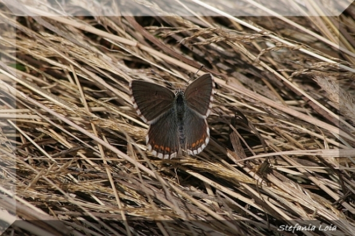 Plebejus (Aricia) artaxerxes