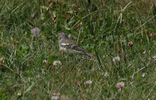chi sono? [Fringuello]