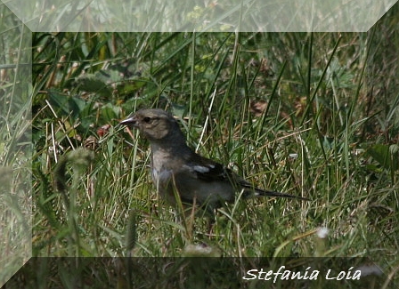 chi sono? [Fringuello]