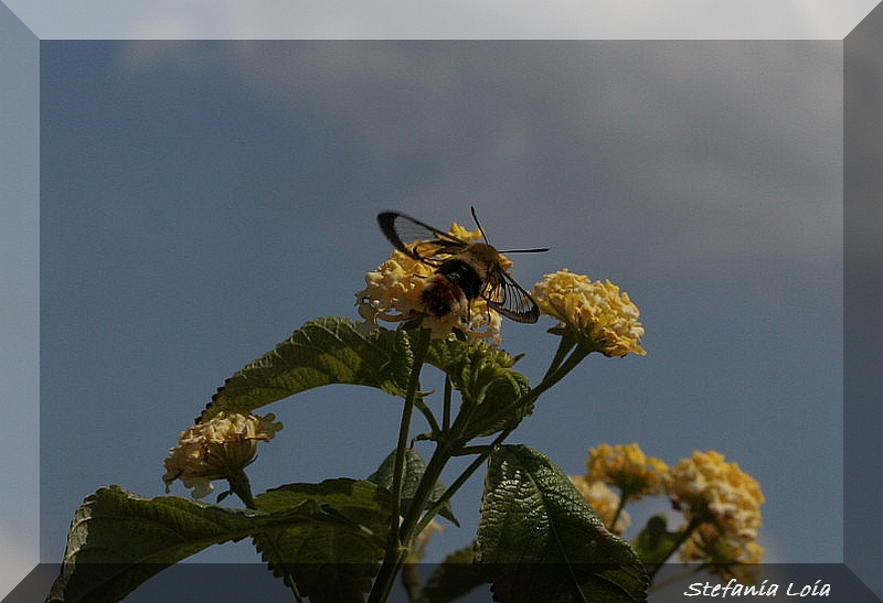Hemaris tityus