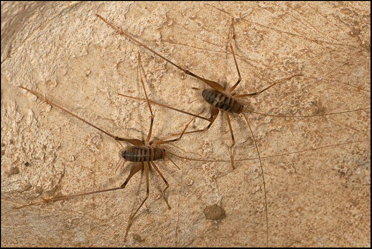 Dolichopoda laetitiae