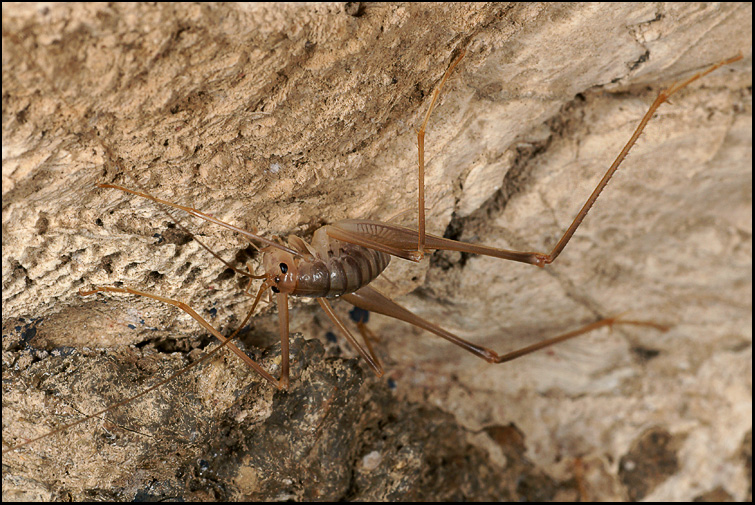 Dolichopoda laetitiae
