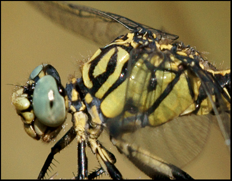 Identificazione: Onychogomphus uncatus