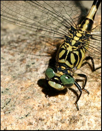 Identificazione: Onychogomphus uncatus