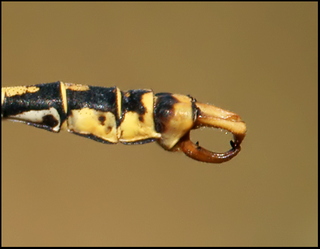 Identificazione: Onychogomphus uncatus