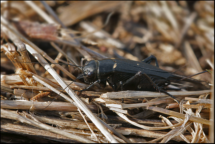 Gryllus bimaculatus