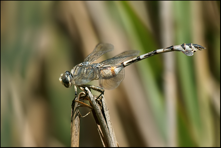 Ancora Lindenia tetraphylla!