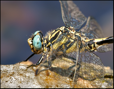 Identificazione: Onychogomphus uncatus