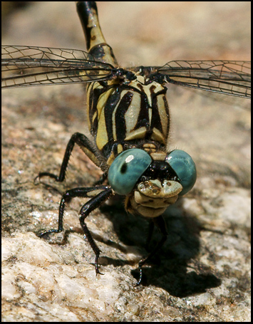 Identificazione: Onychogomphus uncatus