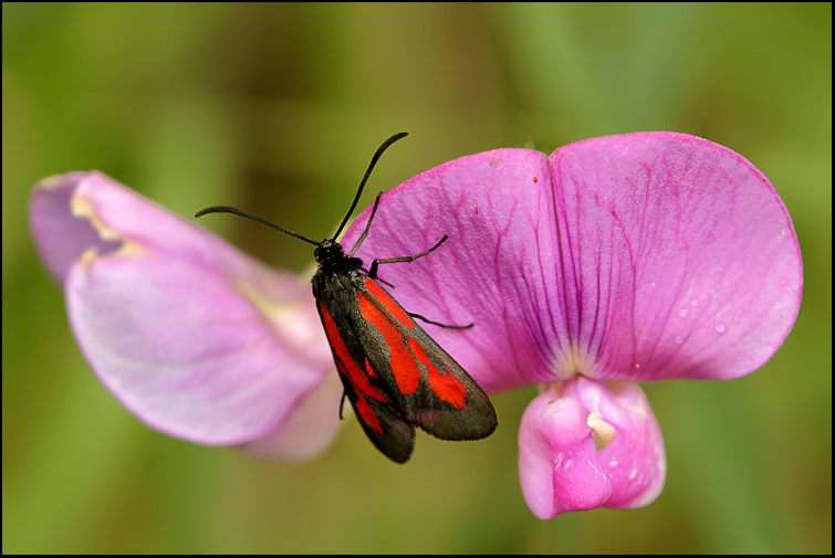 Zygaena da identificare...
