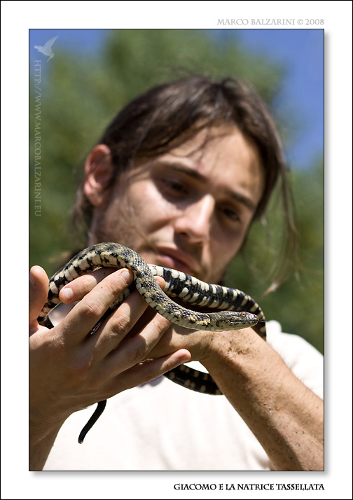 Natrix tessellata dall''alta Maremma