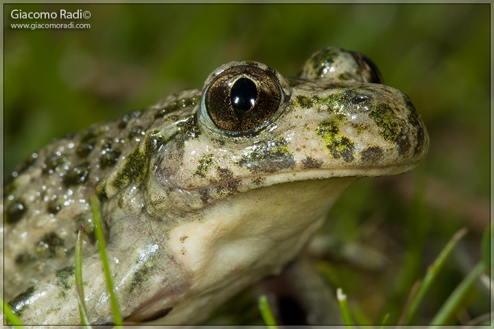 Pelodytes punctatus - Provincia di Savona