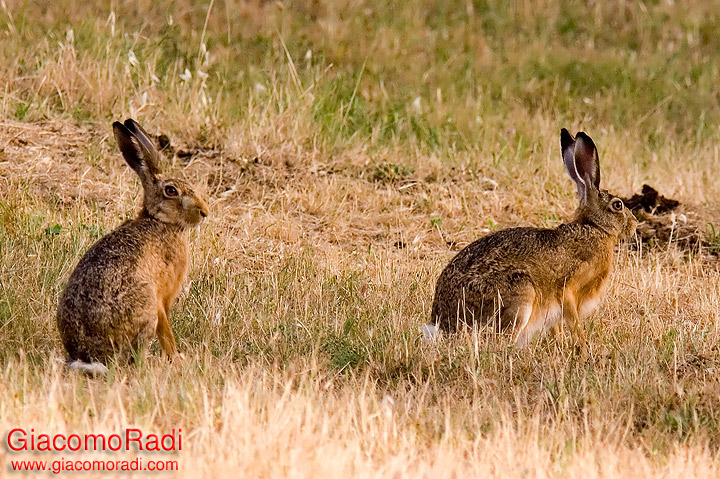 RODITORI E LAGOMORFI SELVATICI