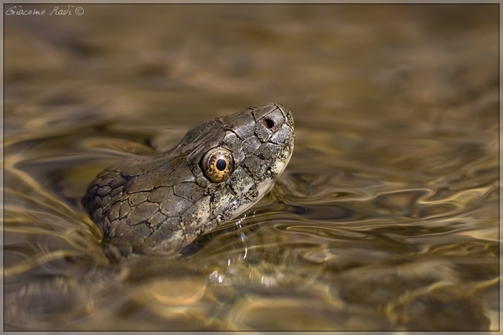 Natrix tessellata dall''alta Maremma