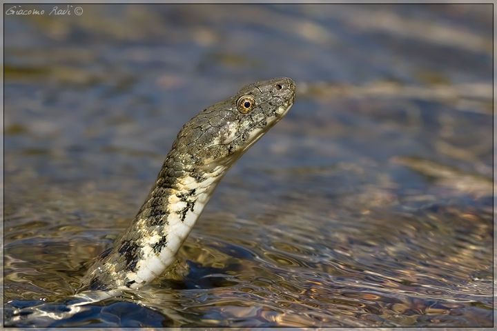 Natrix tessellata dall''alta Maremma