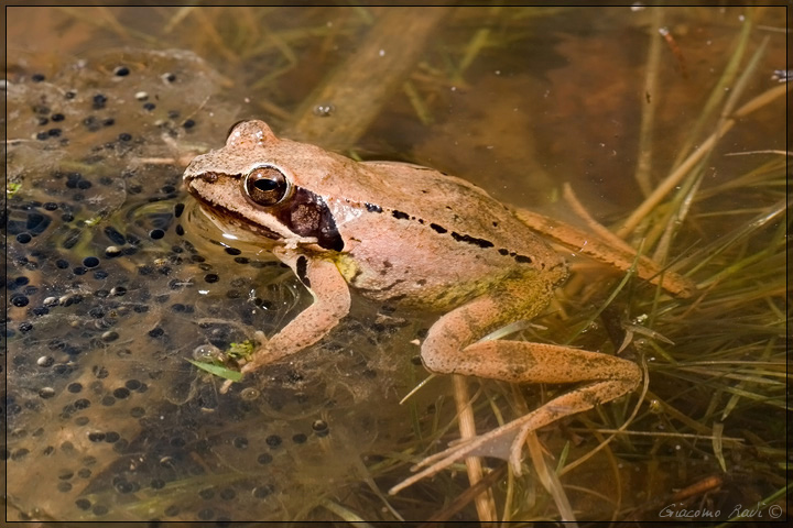ancora ovature di...dalmatina
