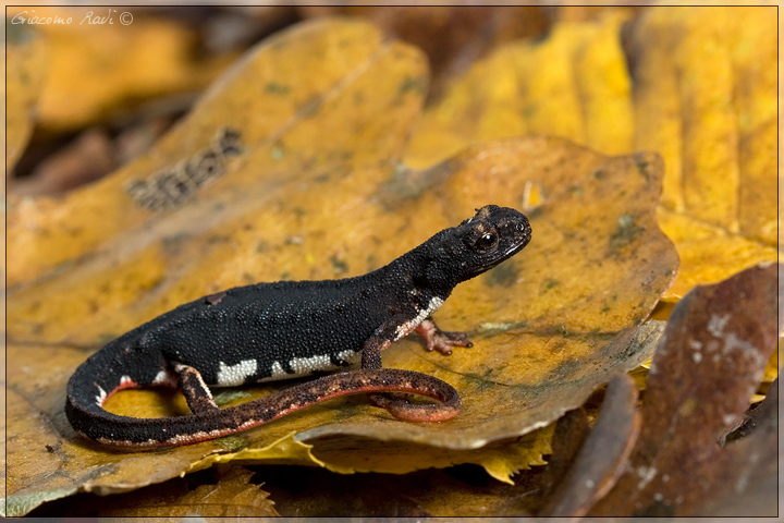 Salamandrina perspicillata: deposizione, larva e adulto