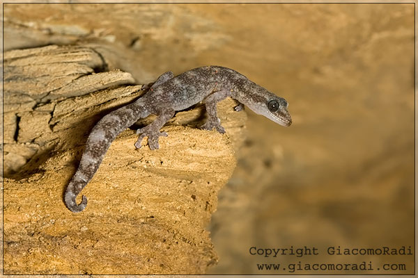Tarantolino - (Euleptes europaea)...finalmente!!!!