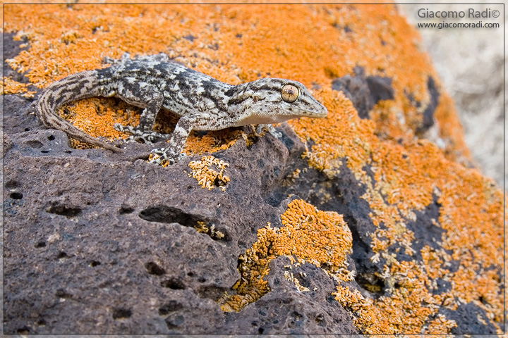 Tarentola angustimentalis (Lanzarote)