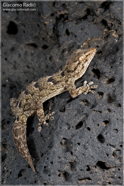 Tarentola angustimentalis (Lanzarote)