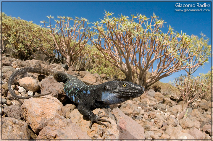 Gallotia galloti ssp. eisentrauti