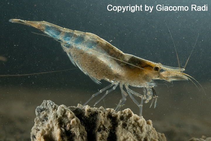 Atyaephyra desmaresti