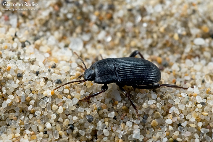 Scarabeo di spiaggia: Tenebrionidae, Colpotus strigosus