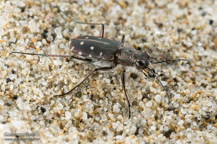 Lophyridia littoralis ????? Calomera littoralis !!!!!