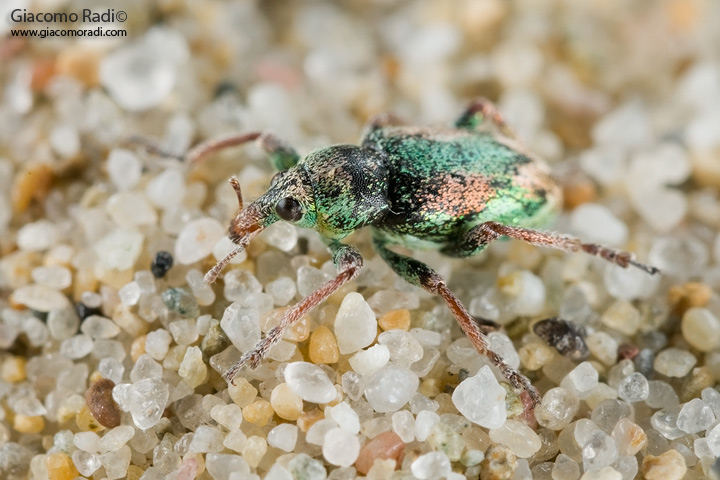 Curculionide dalle spiagge siciliane: Coniatus tamarisci