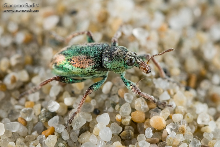 Curculionide dalle spiagge siciliane: Coniatus tamarisci