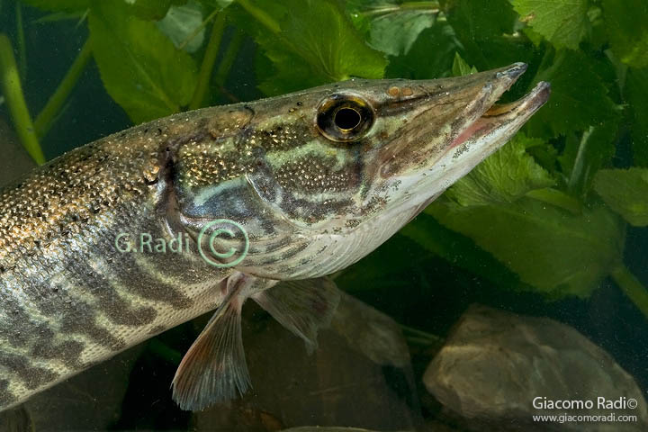 Esox lucius dal Grossetano