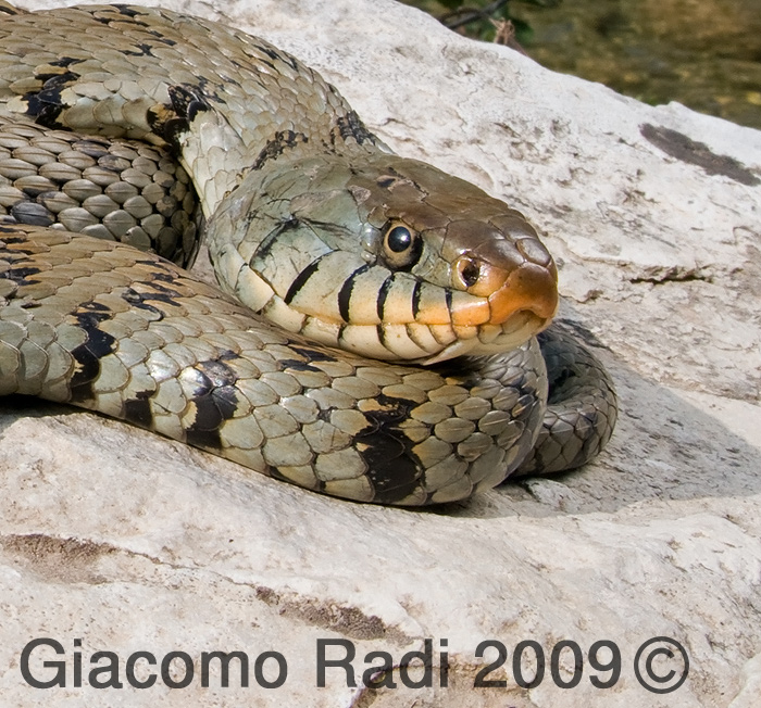 Hierophis viridiflavus - (Sicily 09'')+Rettili vari siciliani