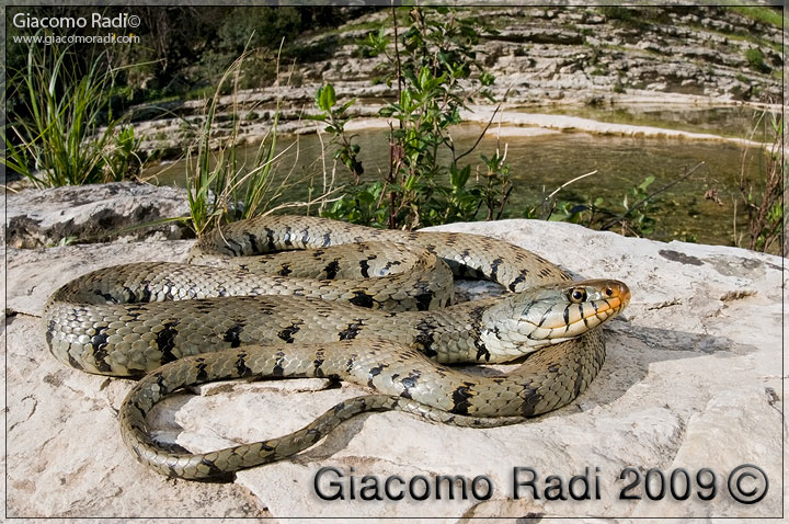 Hierophis viridiflavus - (Sicily 09'')+Rettili vari siciliani
