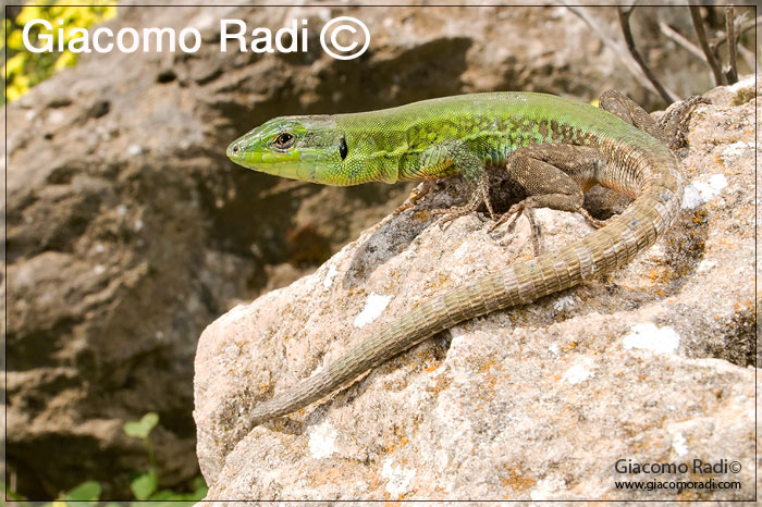 Hierophis viridiflavus - (Sicily 09'')+Rettili vari siciliani