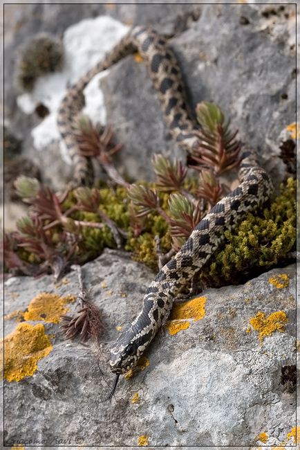 Natrix tessellata dall''alta Maremma