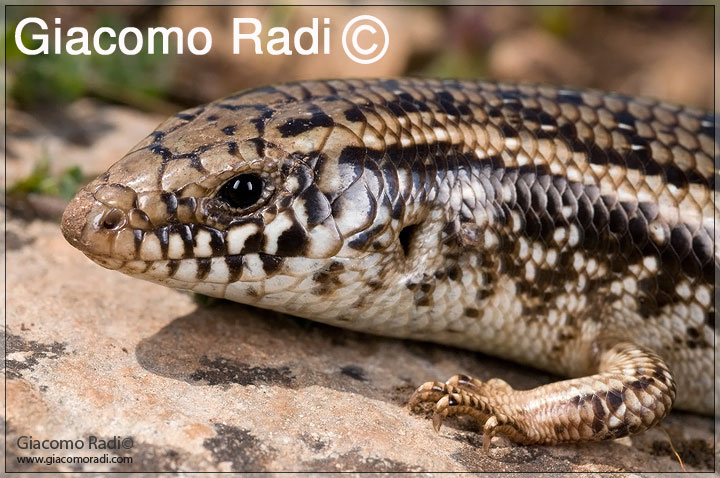Hierophis viridiflavus - (Sicily 09'')+Rettili vari siciliani