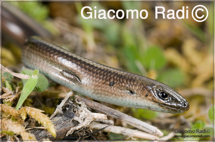 Hierophis viridiflavus - (Sicily 09'')+Rettili vari siciliani