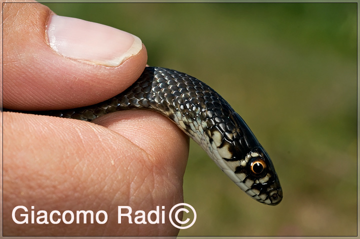 Hierophis viridiflavus - (Sicily 09'')+Rettili vari siciliani