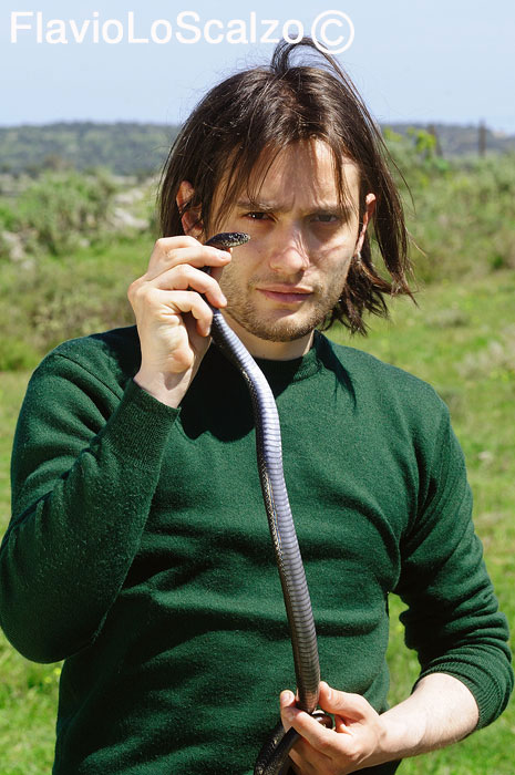 Hierophis viridiflavus - (Sicily 09'')+Rettili vari siciliani