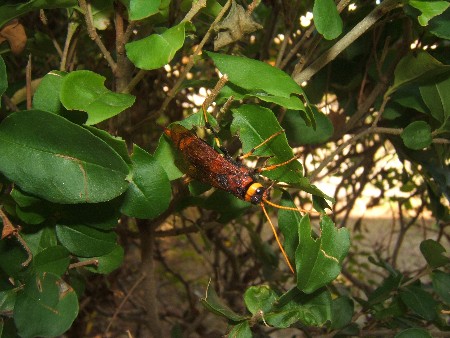 Siricidae da determinare: Urocerus augur