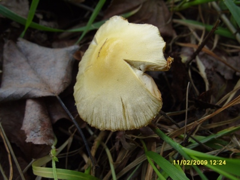Gli ultimi incontri (Bolbitius vitellinus e Tulostoma sp.)